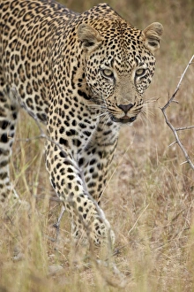 Leopard Prints: Leopard (Panthera pardus) walking through dry grass
