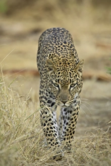 Samburu Prints: Leopard (Panthera pardus) walking straight towards the camera