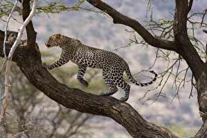 Leopard Prints: A leopard (Panthera pardus) walking on a tree branch, Samburu National Reserve, Kenya