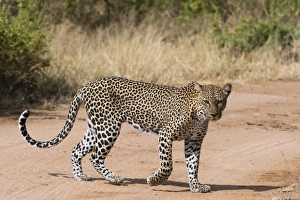 Dirt Track Prints: A leopard (Panthera pardus) walks along a road