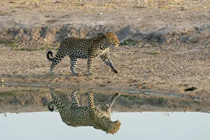 Leopard Prints: Leopard (Panthera pardus) at a water hole, Savuti, Chobe National Park, Botswana, Africa
