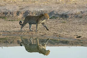 Endangered Species Gallery: Leopard (Panthera pardus) at a water hole, Savuti, Chobe National Park, Botswana, Africa