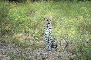 Leopard Prints: Leopard (Panthera Pardus), Zambia, Africa