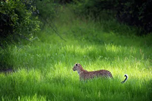 Wild Animals Prints: Leopard (Panthera), South Luangwa National Park, Zambia, Africa