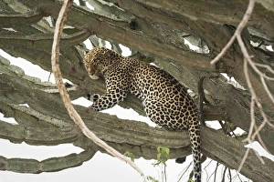 Uganda Prints: Leopard, Queen Elizabeth National Park, Uganda, Africa