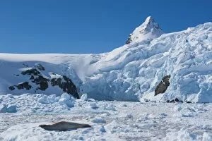 Images Dated 6th December 2008: Leopard seal (Hydrurga leptonyx) in front of the glaciers of Cierva Cove, Antarctica, Polar Regions