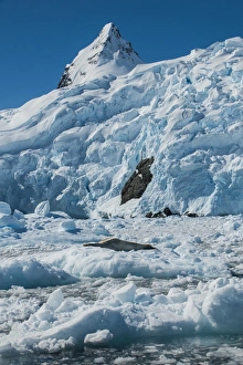 Leopard seal (Hydrurga leptonyx) lying on an ice shelf, Cierva Cove, Antarctica, Polar Regions