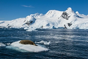 Leopard seal (Hydrurga leptonyx) lying on an ice shelf, Cierva Cove, Antarctica, Polar Regions