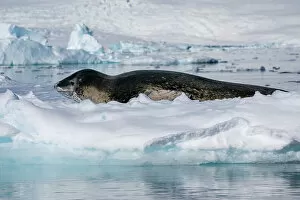 What's New: Leopard seal (Hydrurga leptonyx) resting on ice, Larsen Inlet, Weddell Sea, Antarctica
