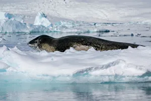 Leopard seal (Hydrurga leptonyx) resting on ice, Larsen Inlet, Weddell Sea, Antarctica, Polar Regions