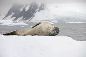 Leopard seal on ice, near Yalour Island, Antarctic Peninsula, Antarctica, Polar Regions