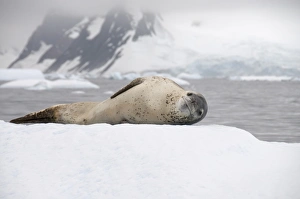 Images Dated 22nd February 2009: Leopard seal on ice, near Yalour Island, Antarctic Peninsula, Antarctica, Polar Regions