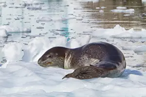 Body Prints: Leopard seal resting on ice in Antarctica during sunlight hours