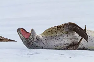 Health Prints: Leopard seal resting on ice with mouth open, captures wildlife moment in Antarctica
