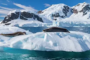Glaciers Prints: Leopard seals rest on ice near the Antarctic Peninsula in Antarctica under a blue sky with mountains and glaciers
