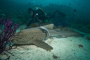 Surface Level Prints: Leopard shark, Dimaniyat Islands, Gulf of Oman, Oman, Middle East
