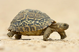 Leopard tortoise (Geochelone pardalis)