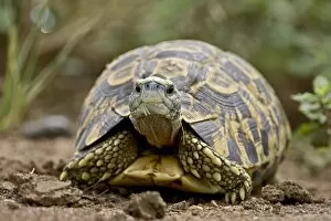 Images Dated 4th November 2006: Leopard tortoise (Geochelone pardalis)
