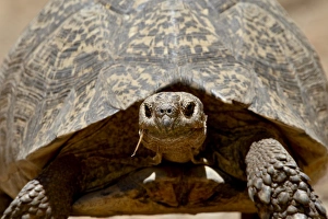 Images Dated 31st October 2007: Leopard tortoise (Geochelone pardalis), Swartberg Pass, South Africa, Africa