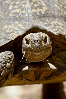 Images Dated 31st October 2007: Leopard tortoise (Geochelone pardalis), Swartberg Pass, South Africa, Africa