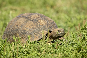 Images Dated 13th February 2008: Leopard tortoise (Geochelone pardalis), Addo Elephant National Park, South Africa, Africa