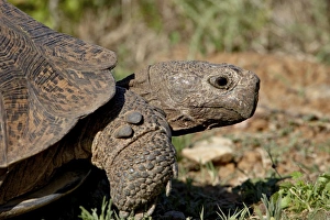 Images Dated 2nd November 2007: Leopard Tortoise (Geochelone pardalis), Addo Elephant National Park, South Africa, Africa