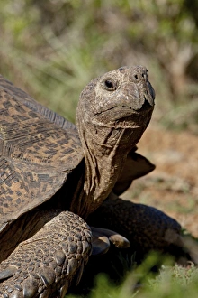 Images Dated 2nd November 2007: Leopard Tortoise (Geochelone pardalis), Addo Elephant National Park, South Africa, Africa