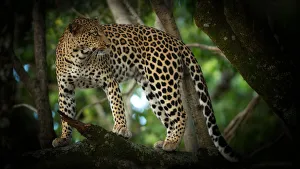 Big Cat Prints: Leopard in a tree, Masai Mara, Kenya, Africa