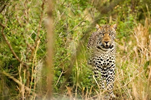 Big Cat Prints: Leopard in Ugandas Murchison Falls National Park, Uganda, Africa