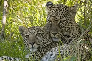 Images Dated 6th October 2008: Leopards (Panthera pardus), Masai Mara National Reserve, Kenya, East Africa, Africa