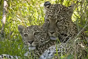 Feline Prints: Leopards (Panthera pardus), Masai Mara National Reserve, Kenya, East Africa, Africa