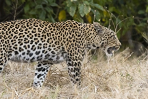 Leoprard (Panthera pardus), Savuti, Chobe National Park, Botswana, Africa