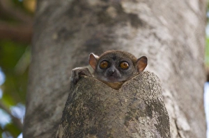 Images Dated 31st August 2008: Lepilemur ankaranensis (Ankarana Sportive lemur), Ankarana National Park