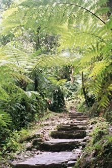Fern Prints: Les chutes de Carbert