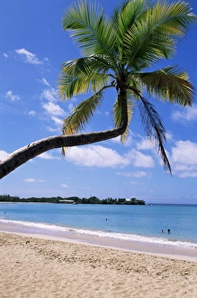 Martinique Prints: Les Salines beach