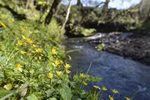 Lesser celandines (Ranunculus ficaria) flowering on a stream bank in woodland, Millook Valley Woods
