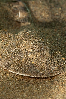 Seabed Prints: Lesser electric ray (Narcine brasiliensis)