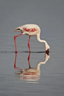 Images Dated 1st October 2007: Lesser flamingo (Phoeniconaias minor), Lake Nakuru National Park, Kenya