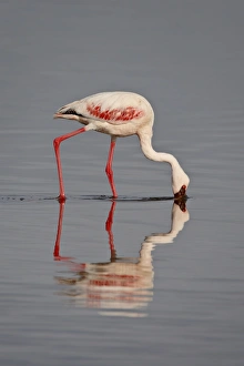 Images Dated 1st October 2007: Lesser flamingo (Phoeniconaias minor), Lake Nakuru National Park, Kenya