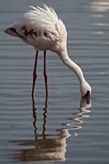 Images Dated 1st October 2007: Lesser flamingo (Phoeniconaias minor), Lake Nakuru National Park, Kenya