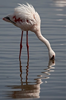 Images Dated 1st October 2007: Lesser flamingo (Phoeniconaias minor), Lake Nakuru National Park, Kenya