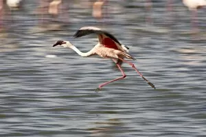 Images Dated 13th October 2006: Lesser flamingo (Phoeniconaias minor) landing in Lake Nakuru, Lake Nakuru National Park
