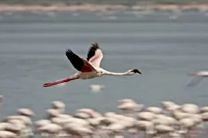 Images Dated 1st October 2007: Lesser flamingo (Phoeniconaias minor) in flight, Lake Nakuru National Park