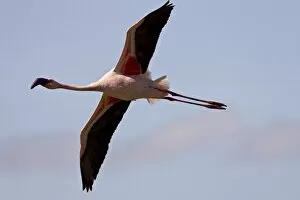 Lesser flamingo (Phoeniconaias minor) flying, Lake Nakuru National Park