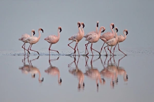 Serengeti Prints: Lesser flamingo (Phoeniconaias minor) group