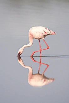 Images Dated 16th February 2007: Lesser flamingo (Phoeniconaias minor) and reflection, Lake Ndutu, Serengeti National Park