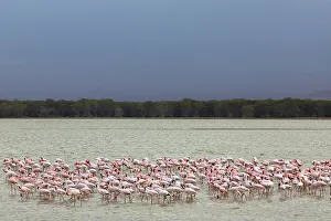 Flamingo Prints: Lesser flamingoes (Phoeniconaias minor)