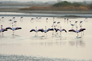 Gujarat Prints: Lesser Flamingos, Little Rann of Kutch, Gujarat, India, Asia