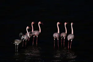 Stand Prints: Lesser flamingos (Phoeniconaias minor), Amboseli National Park, Kenya, East Africa, Africa