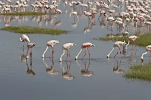 Hunt Prints: Lesser flamingos (Phoeniconaias minor) feeding in Lake Nakuru, Lake Nakuru National Park